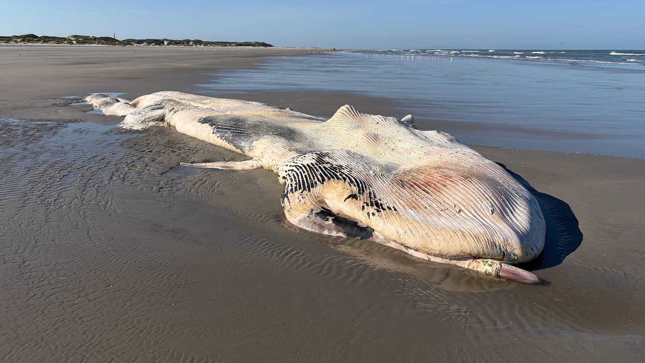 Dode vinvis van 11 meter aangespoeld op strand Ameland: 'Niet veel van over'