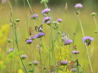 Europese natuurherstelwet als test: is samenleven met natuur mogelijk?
