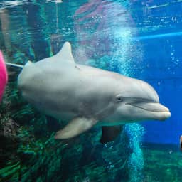 Fokverbod Dolfinarium kan welzijn van laatste generatie dolfijnen schaden