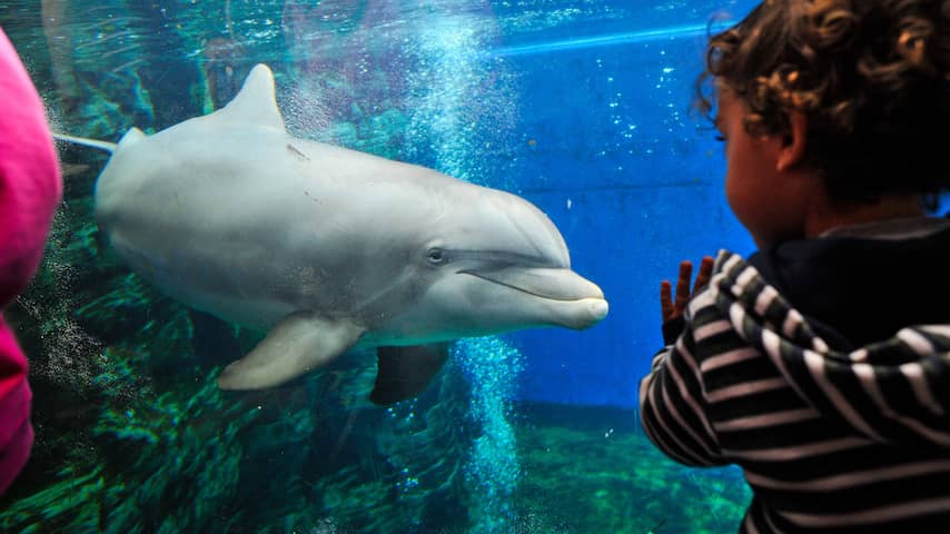 Fokverbod Dolfinarium kan welzijn van laatste generatie dolfijnen schaden