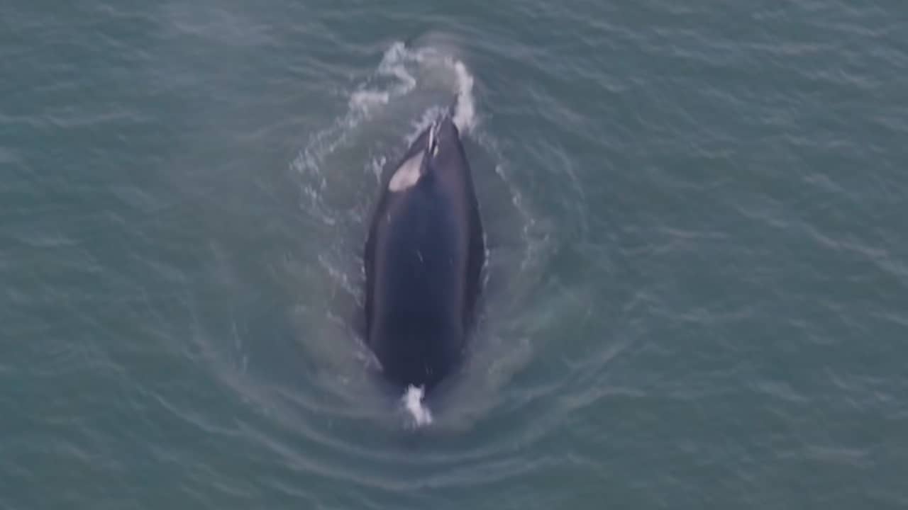 Video | Drone filmt bultrug voor kust van Bloemendaal
