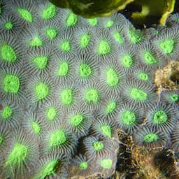 Wetenschappers ontdekken koralen die zich aanpassen aan warm zeewater