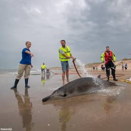 Spitssnuitdolfijnen waren niet ziek, maar zijn overleden door aanspoelen