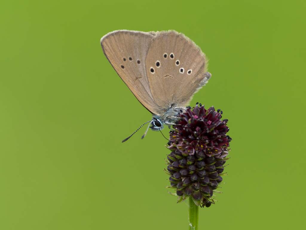 Aantal vlinders neemt enorm af: 'Het hele systeem stort in elkaar'