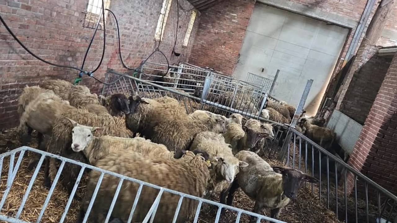 Politie vindt 40 dode dieren in schuur in Winschoten, 21-jarige man opgepakt