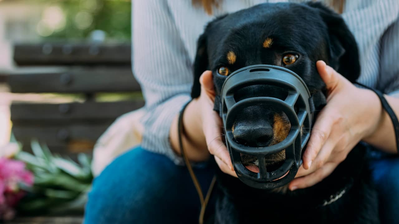 Kabinet onderzoekt verplichte gedragscursus voor baasjes met bijtgrage hond