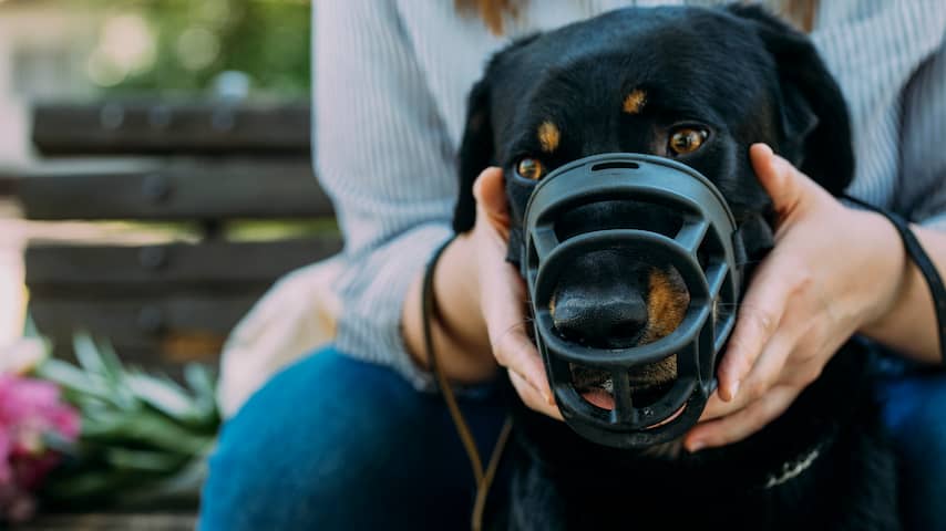 Baas van bijtgrage hond mogelijk op cursus én riskeert hogere straf bij incident