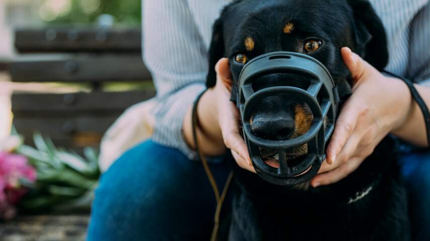 Foto bij Baas van bijtgrage hond mogelijk op cursus én riskeert hogere straf bij incident
