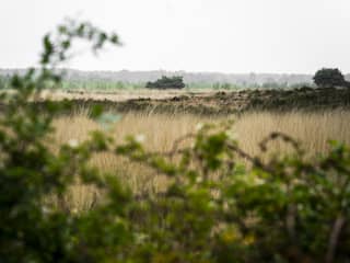 Brabant wil natuurvergunningen veeboeren intrekken, tot woede van oppositie
