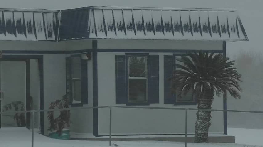 Palmbomen kleuren wit door zeldzame sneeuwval in Louisiana
