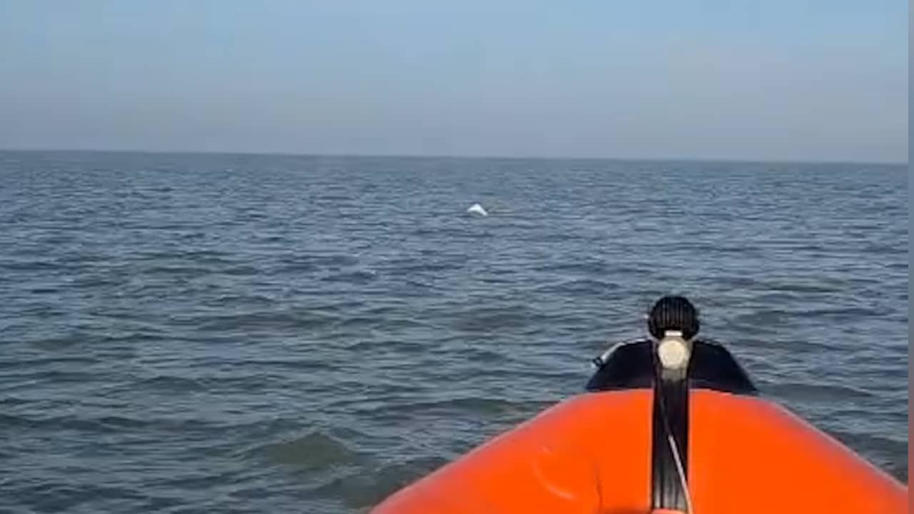 Video | Bemanning KNRM-boot filmt zeldzame beloega bij Callantsoog