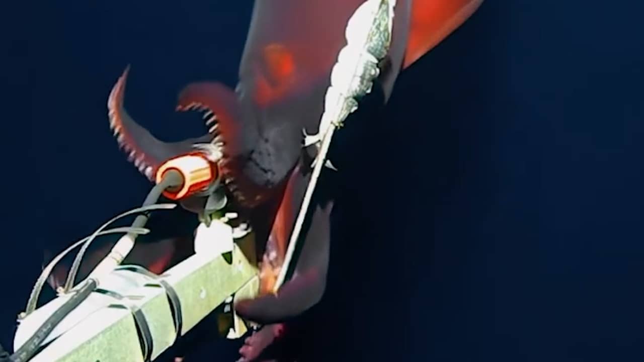 Zeldzame diepzee-inktvis valt onderwatercamera aan in Stille Oceaan | NU.nl