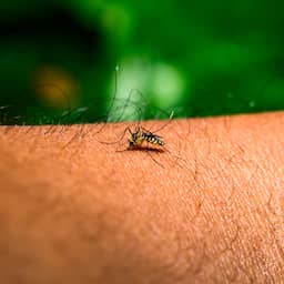 Opnieuw persoon overleden na besmetting met westnijlvirus in Nederland