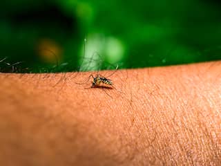 Opnieuw persoon overleden na besmetting met westnijlvirus in Nederland