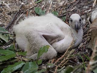 Ernstig bedreigde gier uit Blijdorp groeit op bij pleegouders in ARTIS
