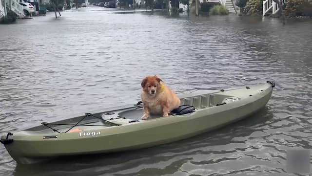 Video | Hond dobbert op surfplank door ondergelopen straat in New Jersey