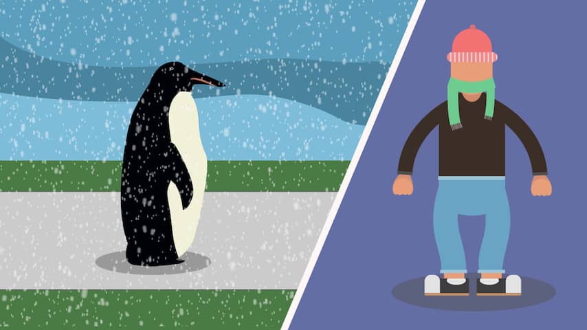 Niet uitglijden bij gladheid? Doe een pinguïn na