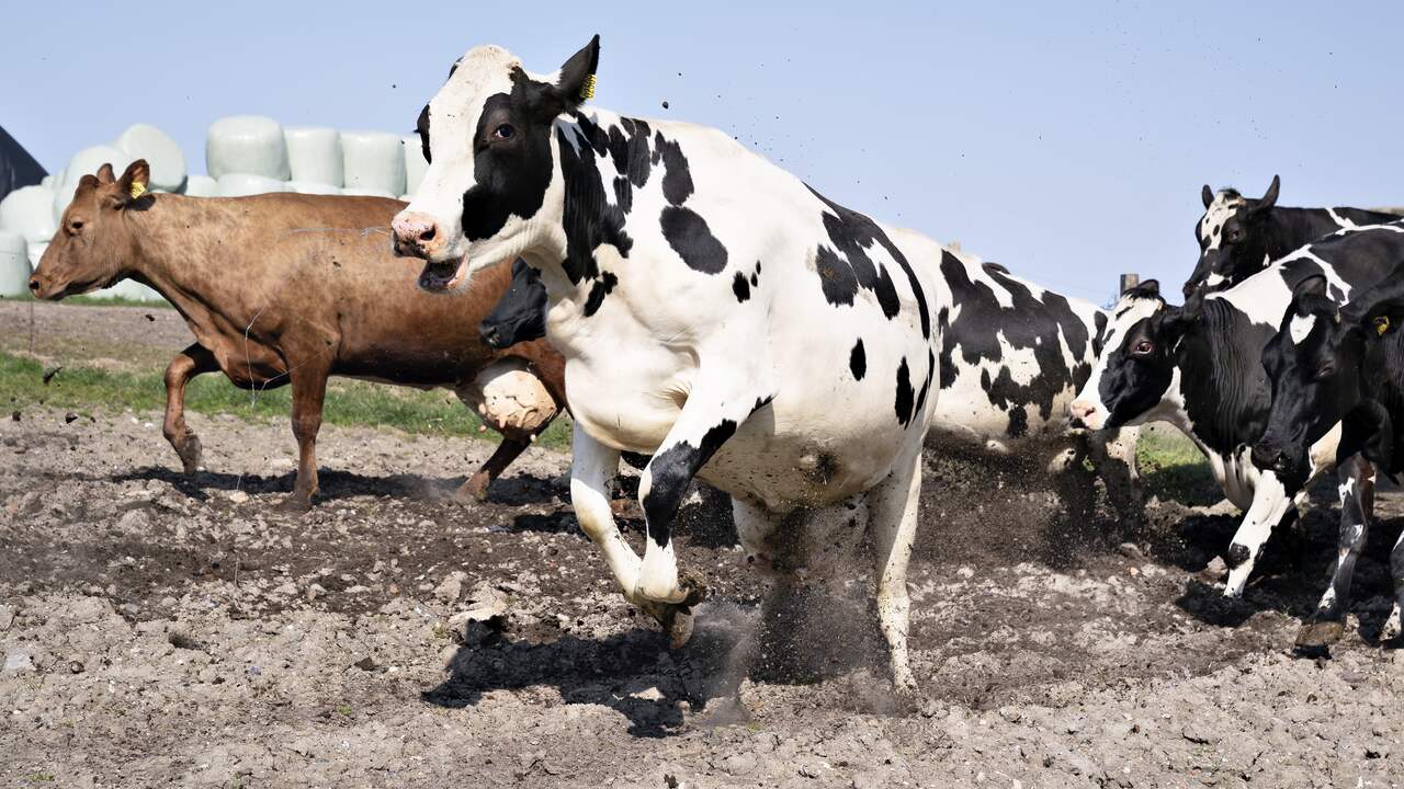 Uitgebroken koe veroorzaakt chemische reactie op boerderij in Wapenveld