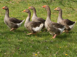 Niet wolven, maar ganzen bezorgen boeren de meeste schade