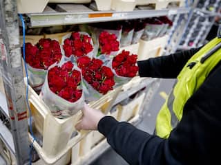 Bloementelers gaan vaak de fout in met gebruik van bestrijdingsmiddelen