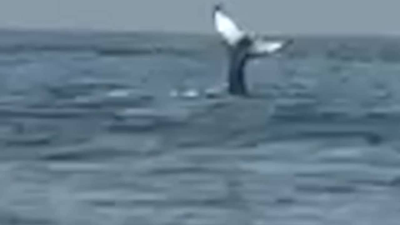 Video | Bultrug springt uit water bij Zoutelande