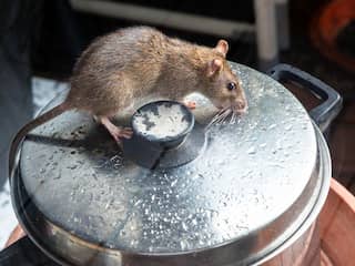 Rat op pan