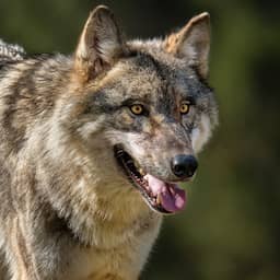 Grote zorgen om bijtende wolf in Utrecht: 'Hij zou morgen iemand kunnen doden'