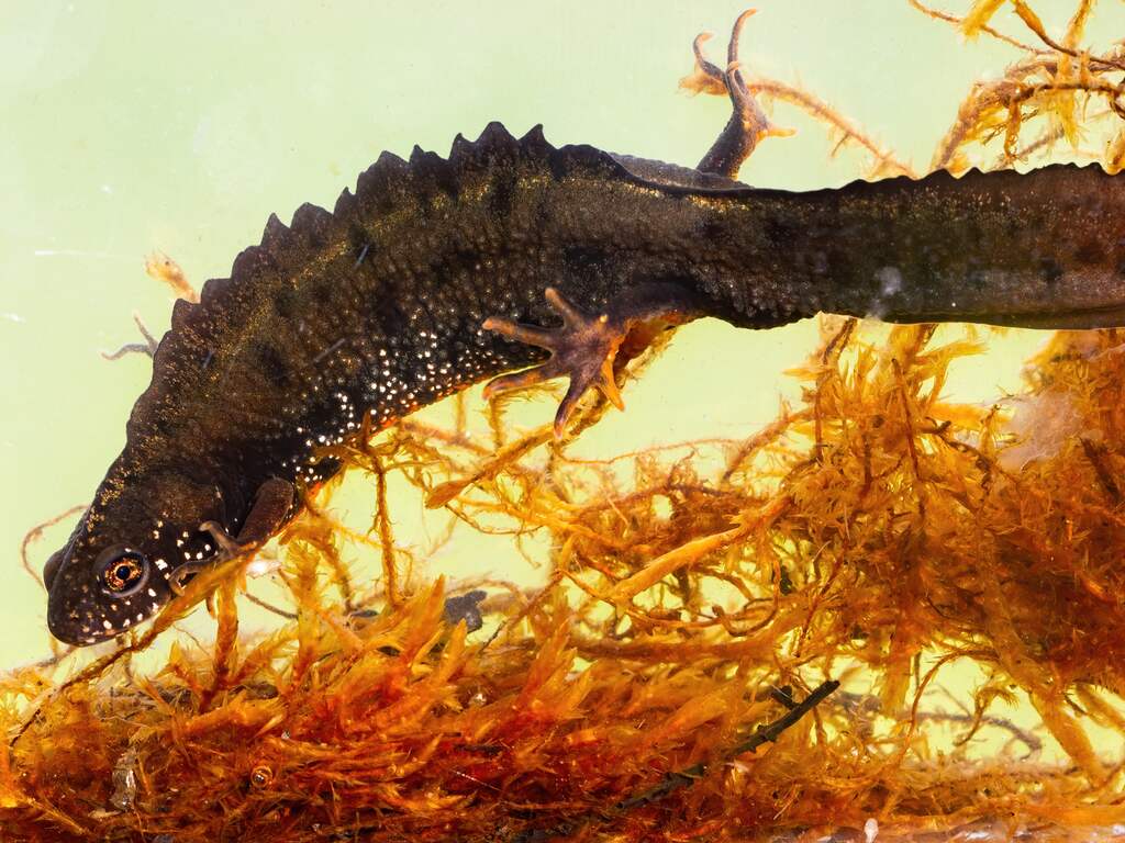 Ook dieren lijden door droogte: maatregelen moeten voorkomen dat ze verdwijnen