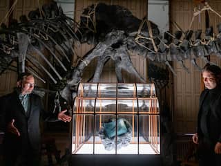 Duurzame handtas van 'T. rex-leer'? Klinkt spectaculair, wetenschappers zijn sceptisch