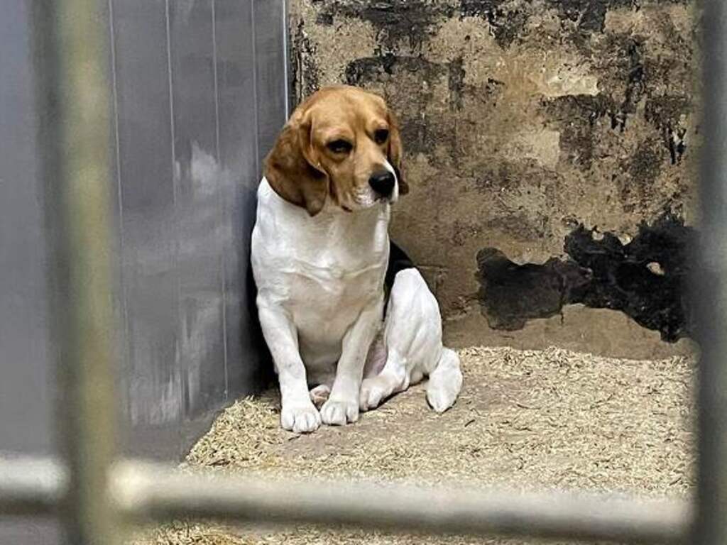 Hardleerse hondenfokker in Eersel raakt al zijn honden kwijt na nieuwe misstap