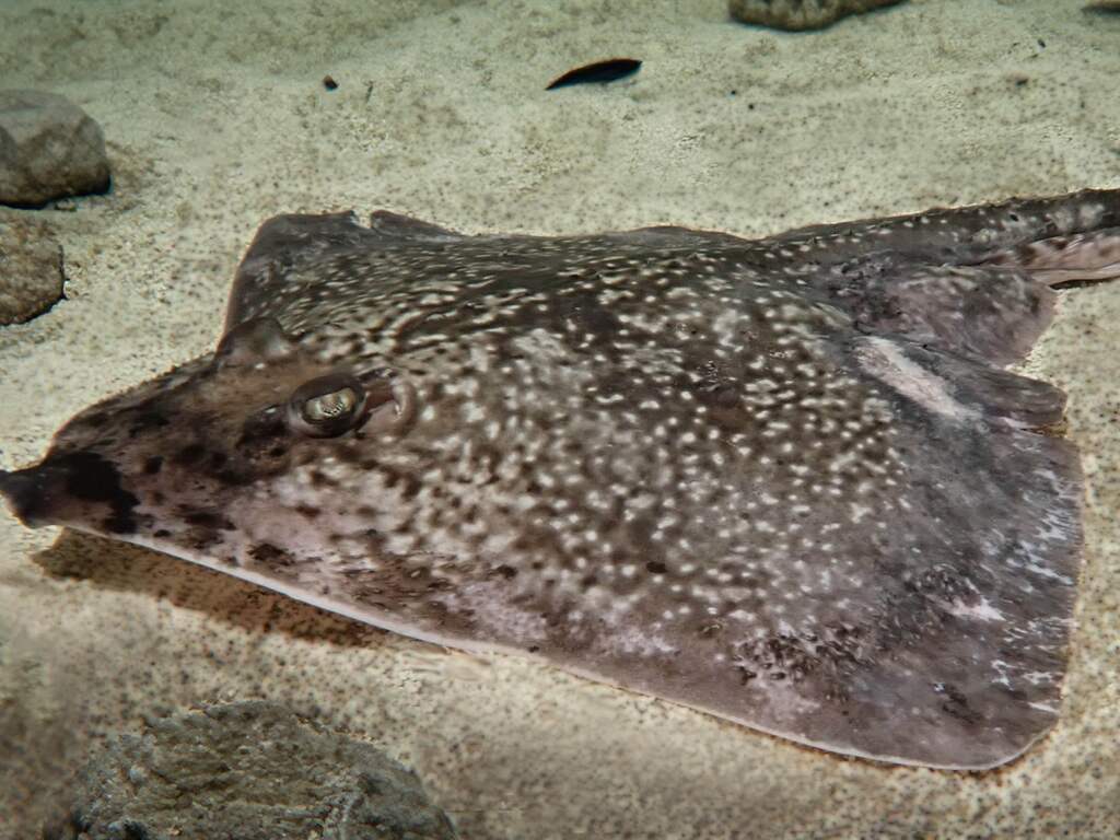 Stekelrog wint snel terrein in Noordzee, vis heeft weer rust om te broeden