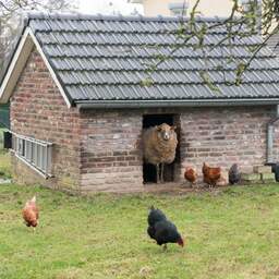 Zaandammer aangehouden vanwege het doden van schapen, kippen en kuikens