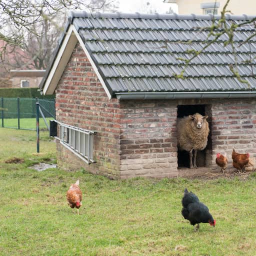 Illustratie bij: Zaandammer aangehouden vanwege het doden van schapen, kippen en kuikens