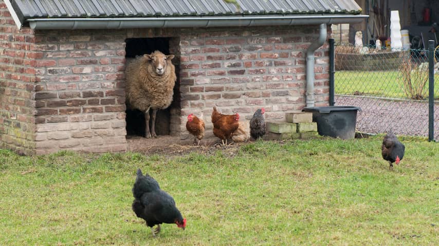 Foto bij Zaandammer aangehouden vanwege het doden van schapen, kippen en kuikens