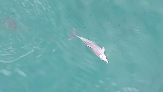 Dolfijn gebruikt schelp om vissen te vangen in Australië