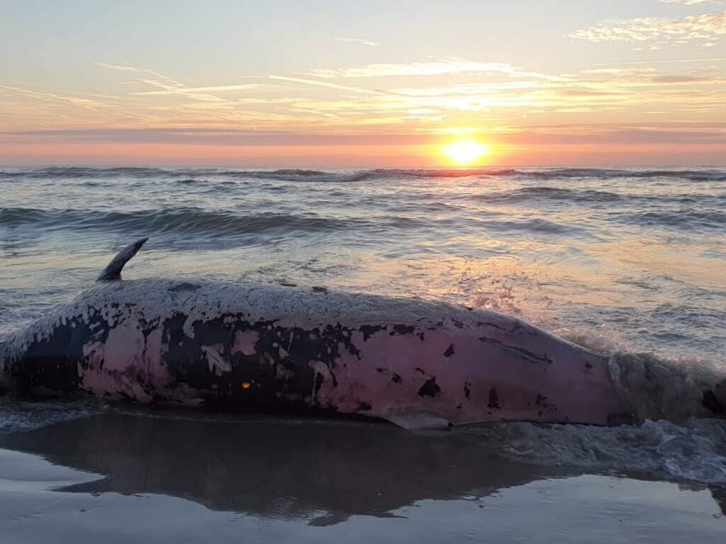 Dode spitssnuitdolfijn aangespoeld op Texel