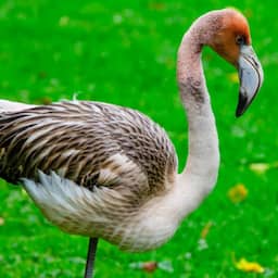 Vermiste Britse flamingo lijkt verhuisd naar Frankrijk