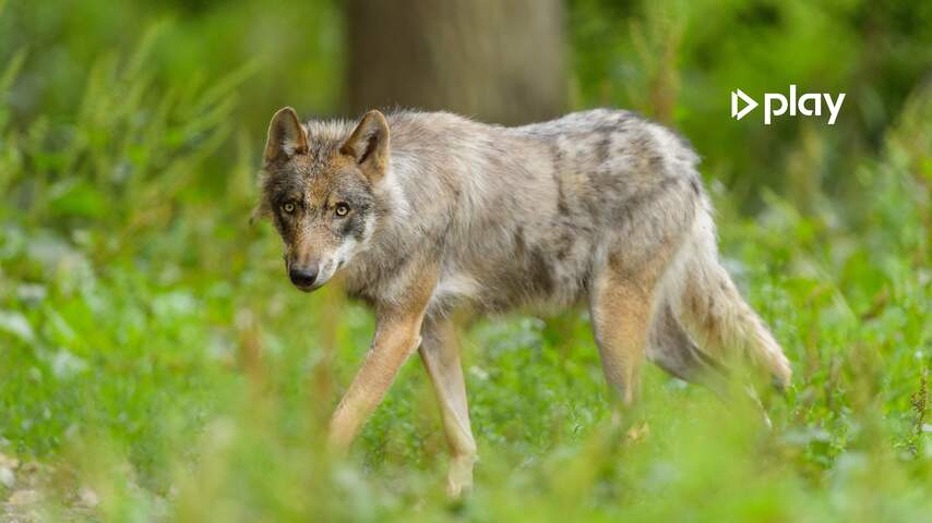 De wolf is terug: dit zijn de gevolgen