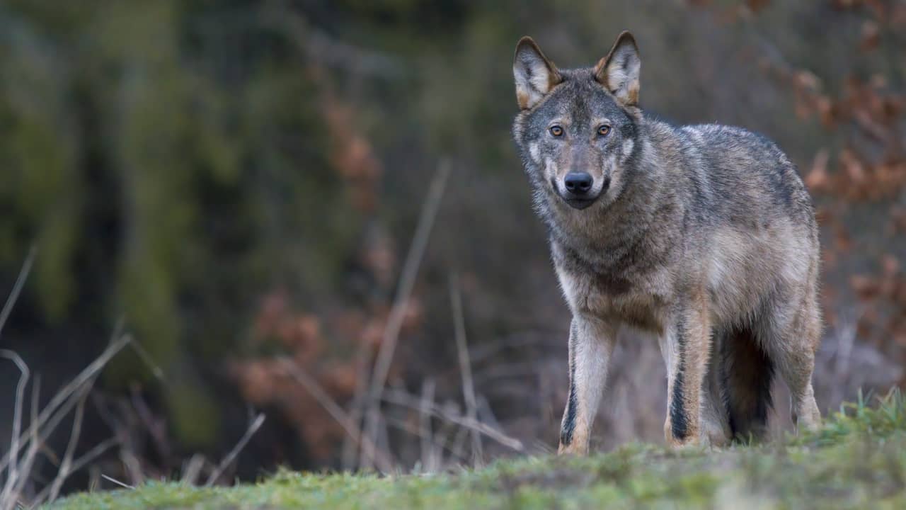 Staatssecretaris wil wolven doden die meerdere keren beschermd vee aanvallen Wolf NU.nl