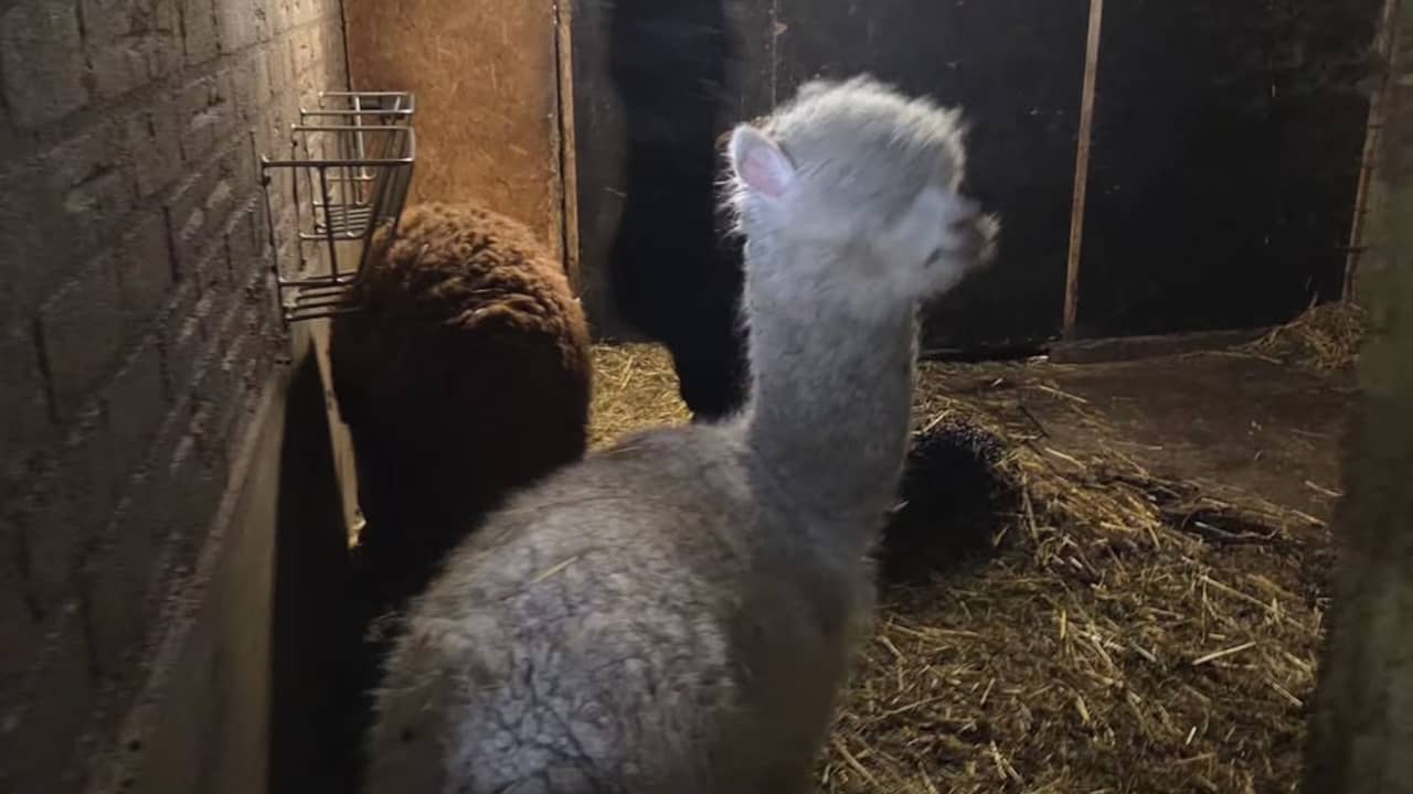Politie vindt honderden verwaarloosde en dode dieren in Roosendaal