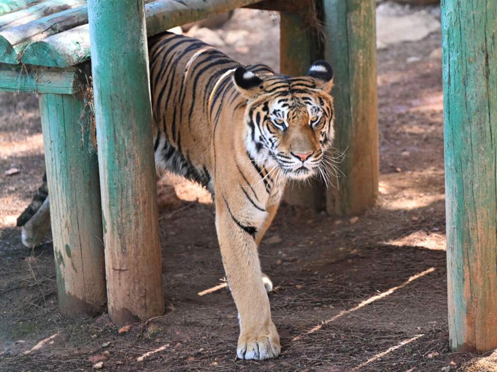 Tientallen tijgers en leeuwen overleden in Vietnamese dierentuinen na vogelgriep