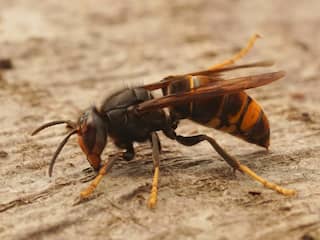 Aziatische hoornaar heet vanaf nu geelpoothoornaar om verwarring te voorkomen