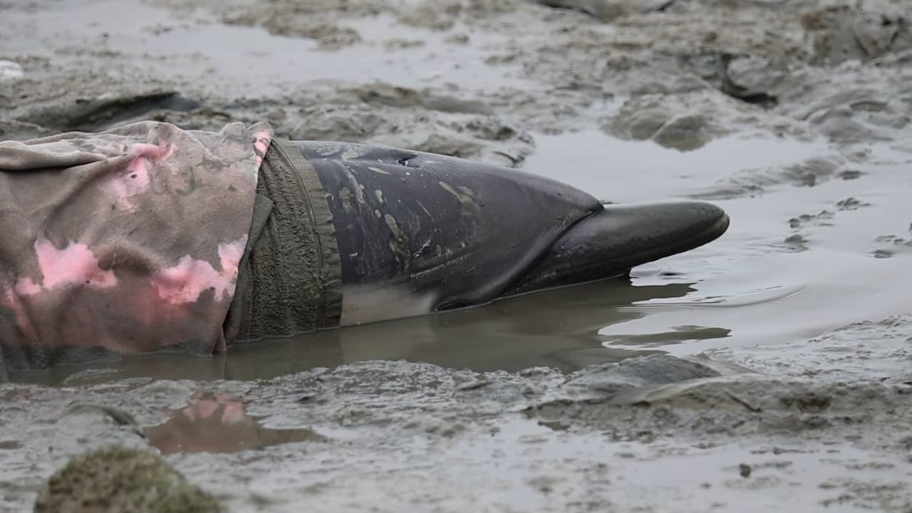 Levende dolfijn aangespoeld op wad bij Fries dorp Wierum