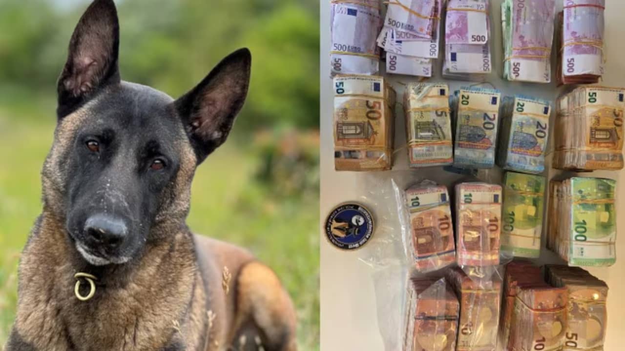 Speurhond Monster ontdekt 700.000 euro bij witwasonderzoek
