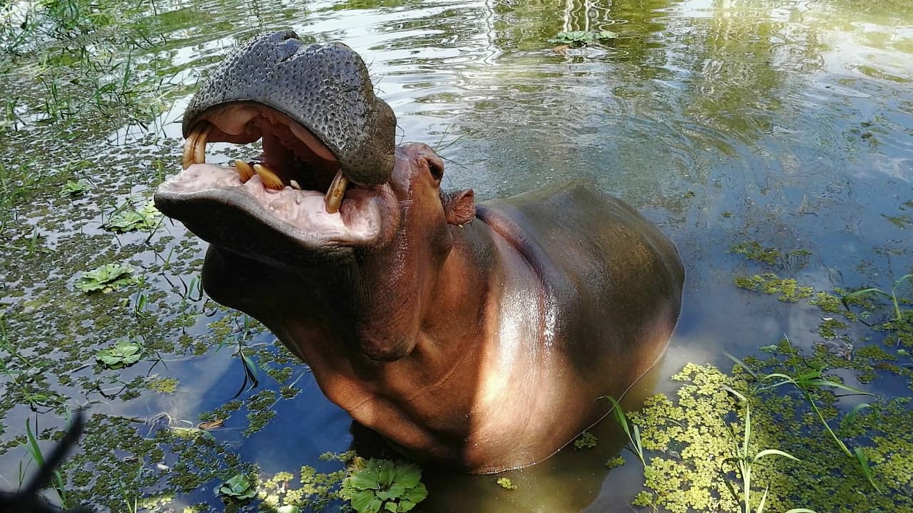 Indiase miljardairszoon wil 'Escobar-nijlpaarden' onderbrengen in privédierentuin