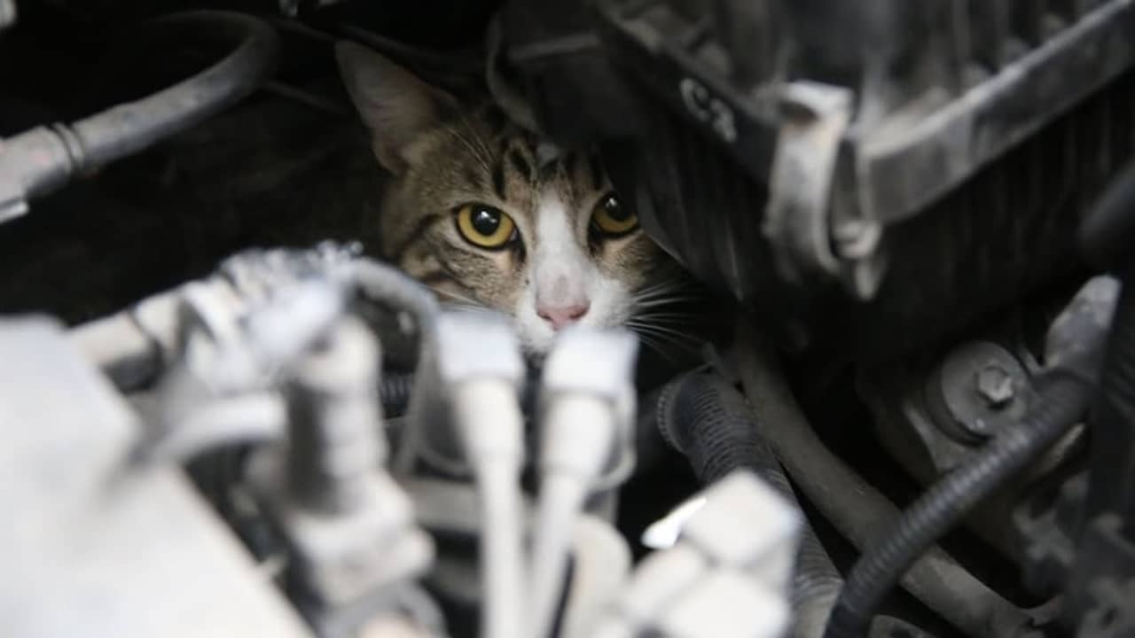 Wijk in Sneek zet actie op touw om vermeende kattenbeul te zoeken