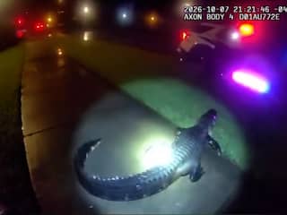 Politie worstelt met alligator van 1,5 meter op weg in Florida