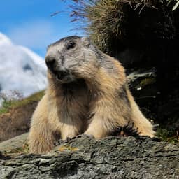 Onderzoekers starten OnlyFans-account voor marmotten om geld op te halen