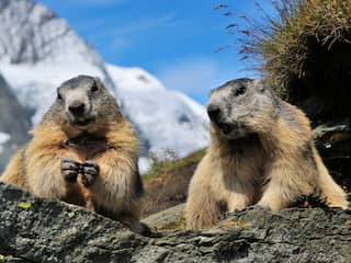 Onderzoekers starten OnlyFans-account voor marmotten om geld op te halen