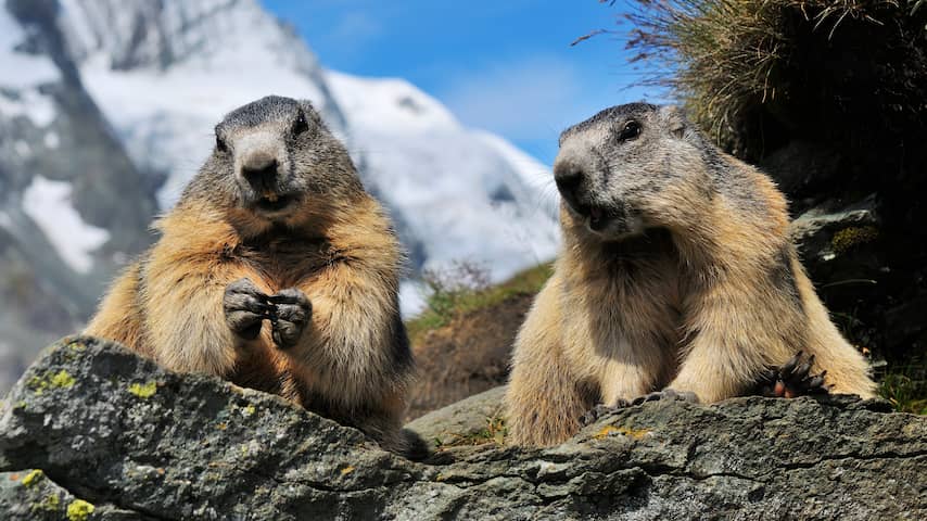 Onderzoekers starten OnlyFans-account voor marmotten om geld op te halen